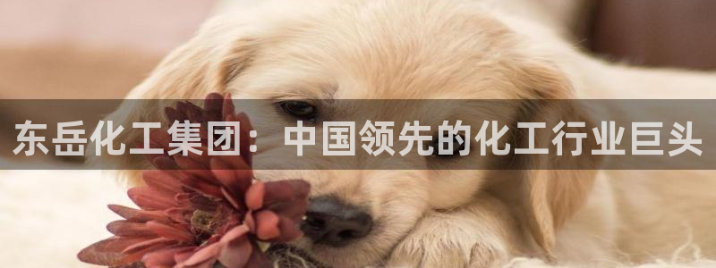 球盟会进不去球员吗：东岳化工集团：中国领先的化工行业巨头