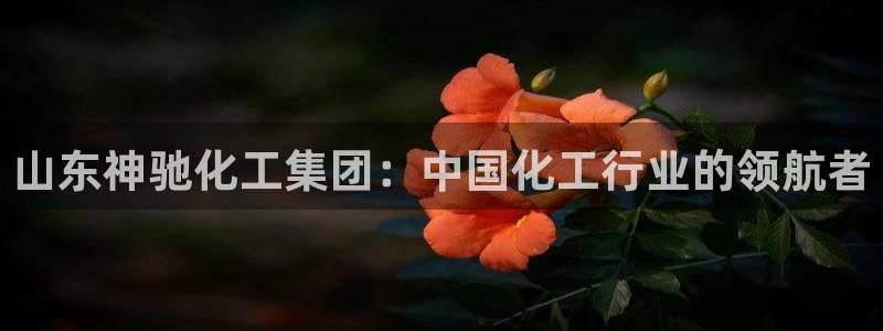 球盟会进不去