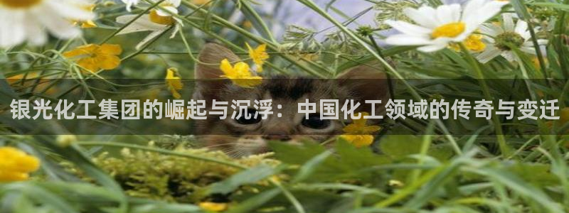 球盟会qm