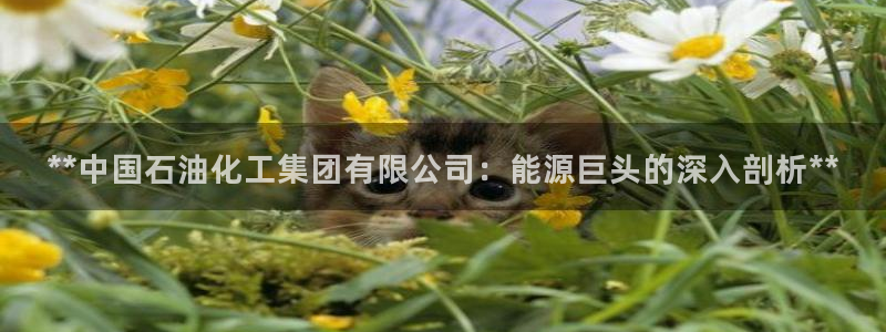 球盟会官方下载：**中国石油化工集团有限公司：能源巨头的深入