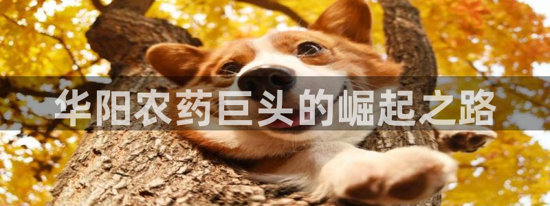 球盟会官方