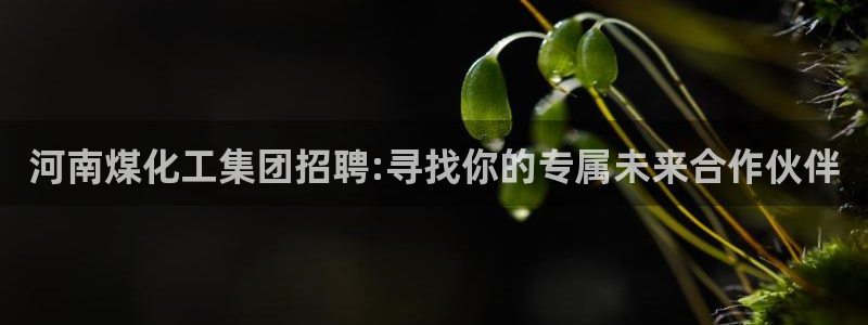球盟会官方网站：河南煤化工集团招聘:寻找你的专属未来合作伙伴